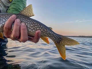 lake-trout