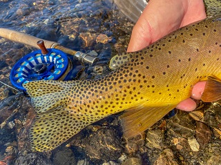 cutthroat-trout