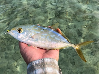 bar-jack-fish