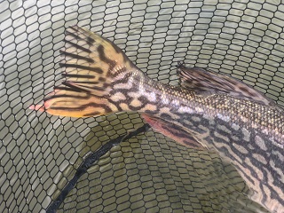 pike-art