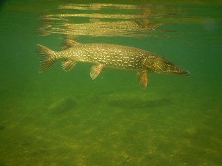 pike