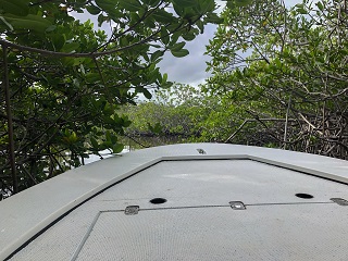 Tarpon