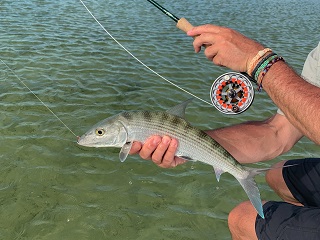 bonefish