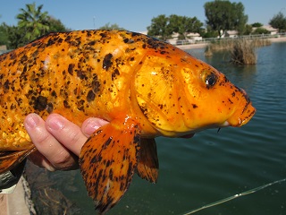 koi