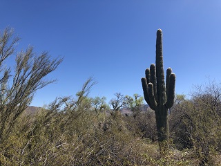 fish-Arizona