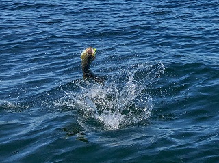 smallmouth-bass