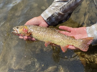 Yellowstone-Cutthroat