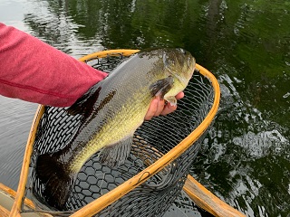 largemouth-bass