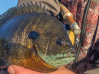 panfishing