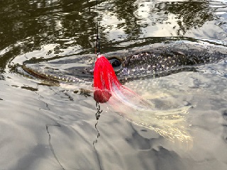 pike-flies