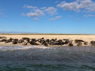 great-white-sharks