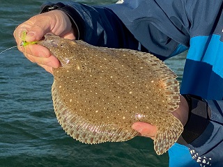 windowpane-flounder