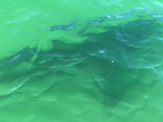 great-white-shark