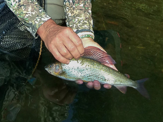 european-grayling