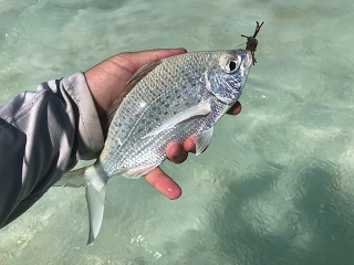 cool-fish