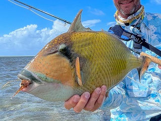 titan-triggerfish