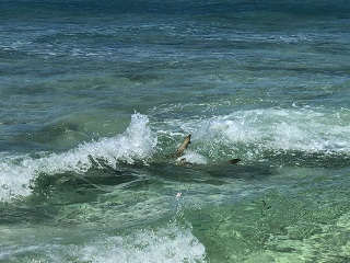 lemon-shark