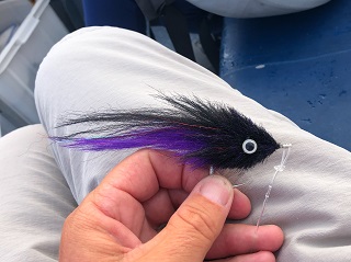GT-flies