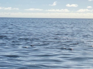 milkfish