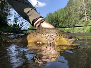 Wisconsin-trout