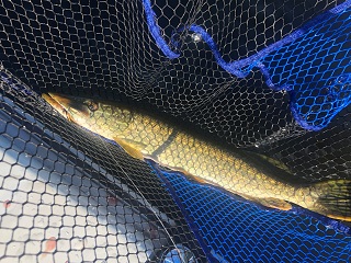 pike