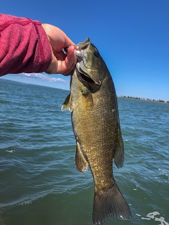 bass-on-fly