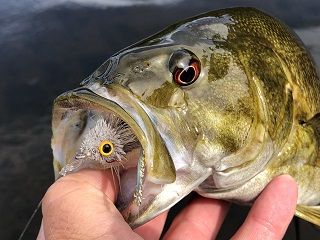 bass-flies