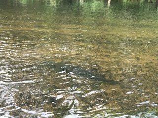 sturgeon