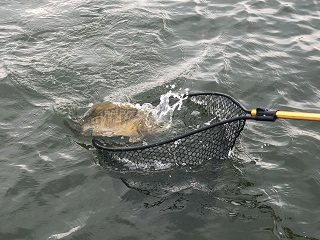 smallmouth-bass