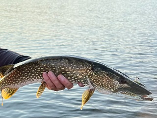 fly-fishing