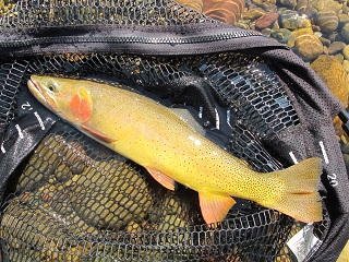 cutthroat-trout