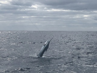 striped-marlin