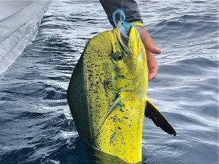 dorado