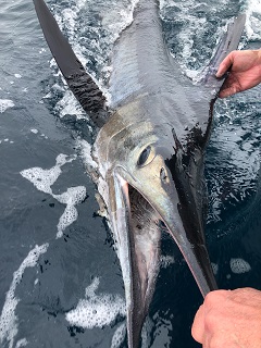 striped-marlin