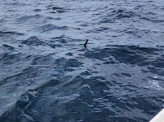 marlin