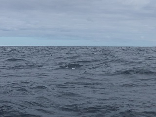 marlin