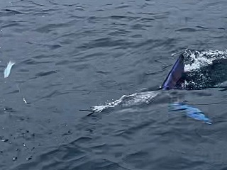 chasing-marlin