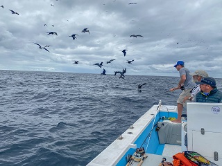 Currier-marlin