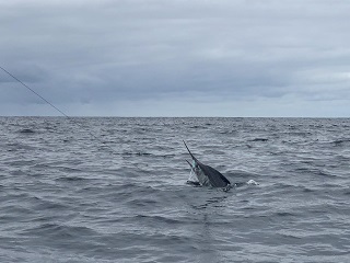 Mag-Bay-marlin