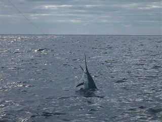 striped-marlin