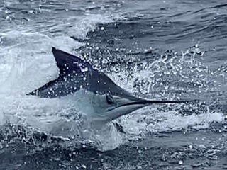 striped-marlin