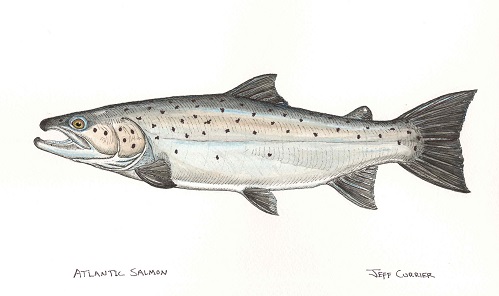 Atlantic-salmon