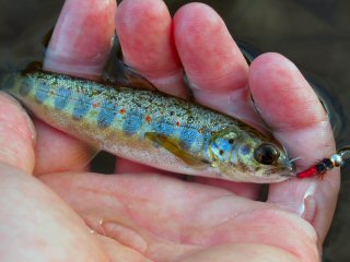 Atlantic-salmon