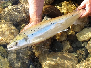 Atlantic-salmon