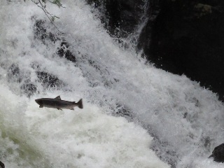 Atlantic-salmon