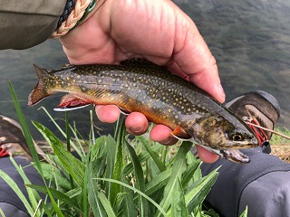 brook-trout