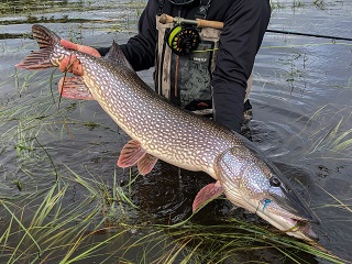 northern-pike