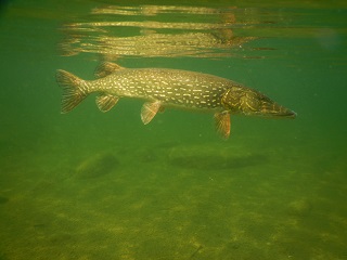 northern-pike