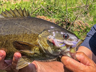 smallmouth-bass