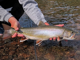 Coaster-Brook-Trout